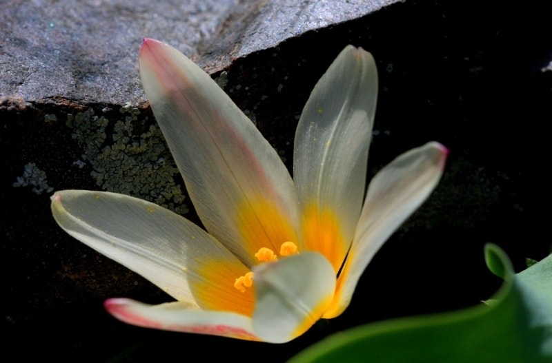 Tulipa kaufmanniana. 