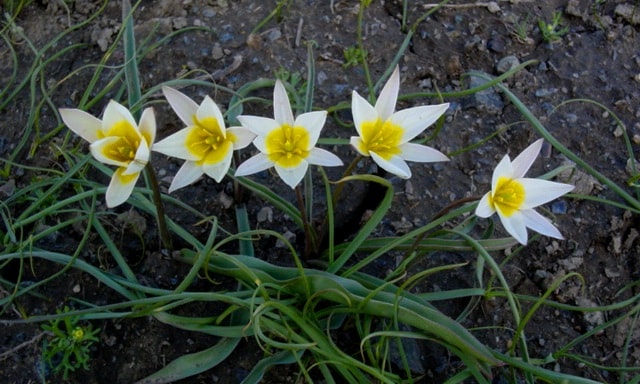 Tulipa kolbintsevii.