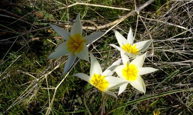 Tulipa kolbintsevii.