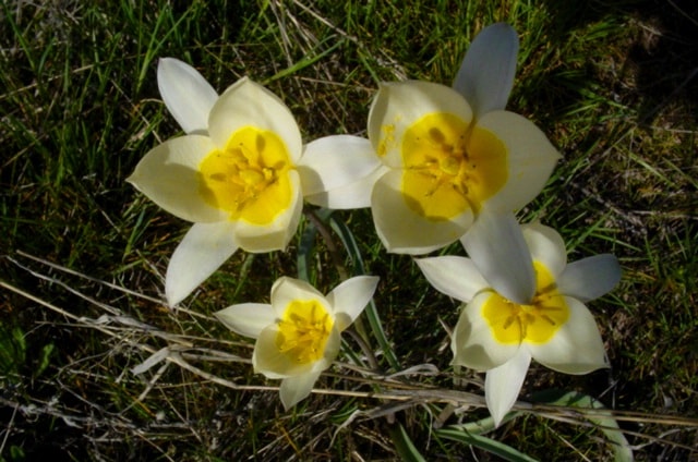 Tulipa kolbintsevii.