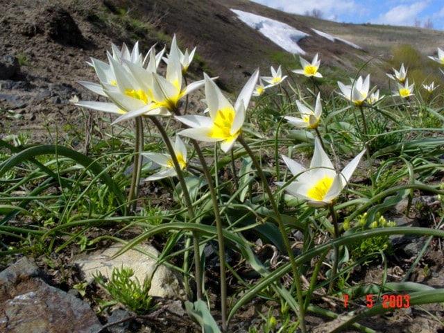 Tulipa kolbintsevii.