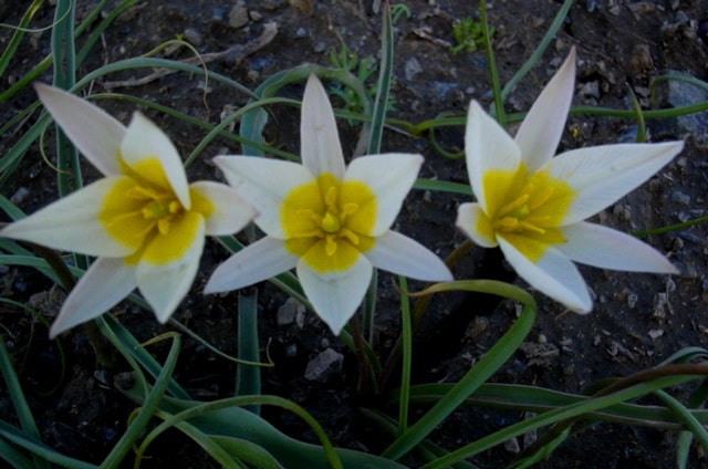 Tulipa kolbintsevii.