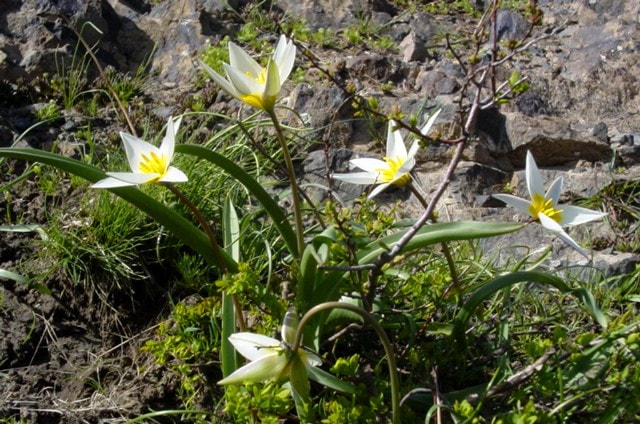 Tulipa kolbintsevii.