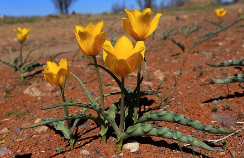 Tulipa Kolpakowskiana.