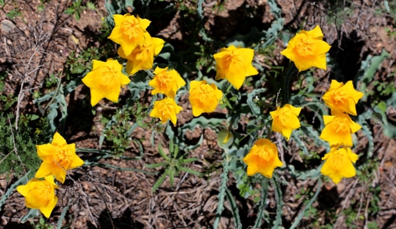 Tulipa Kolpakowskiana.