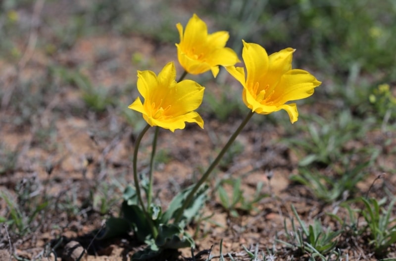 Tulipa Kolpakowskiana.