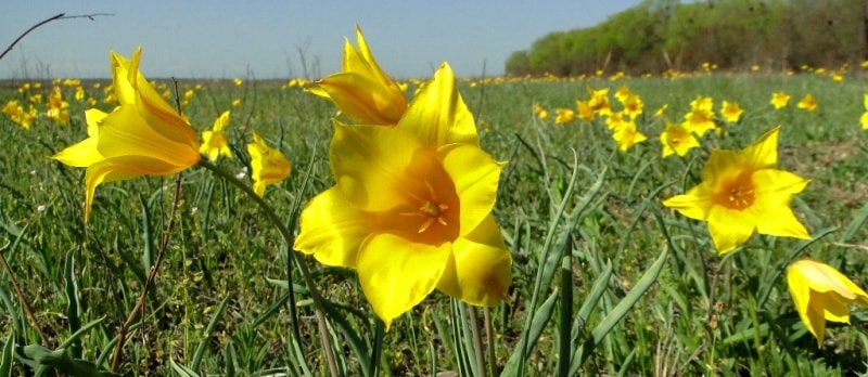 Tulipa Kolpakowskiana.