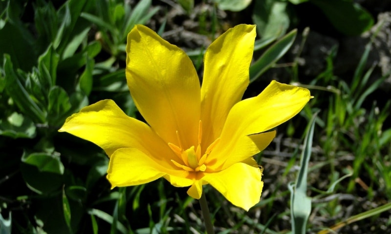 Tulipa Kolpakowskiana.