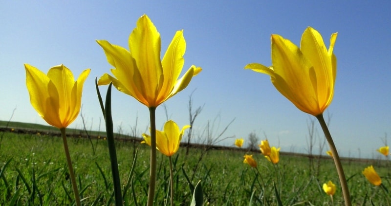 Tulipa Kolpakowskiana.