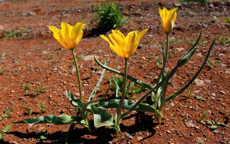 Tulipa Kolpakowskiana.