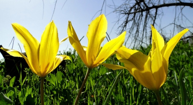 Tulipa Kolpakowskiana.