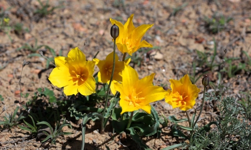 Tulipa Kolpakowskiana.