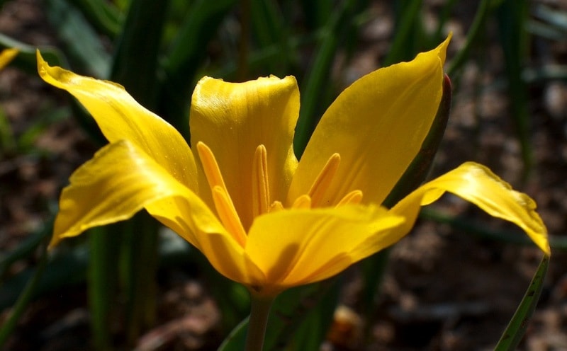 Tulipa Kolpakowskiana.