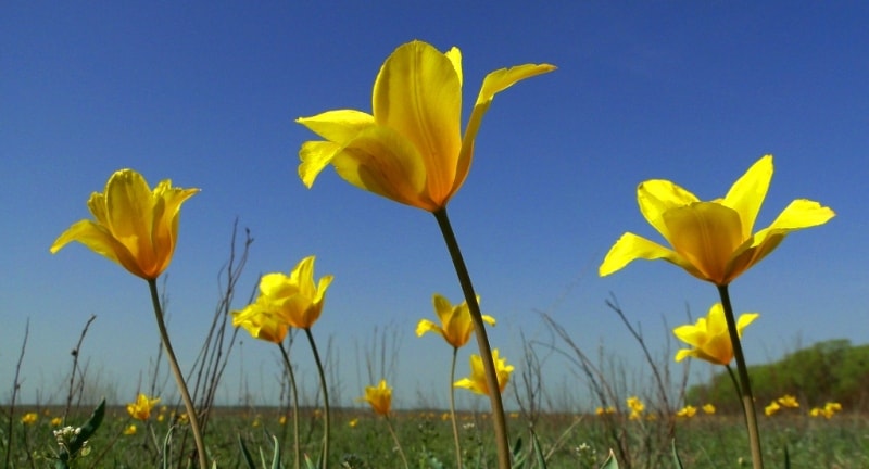 Tulipa Kolpakowskiana.