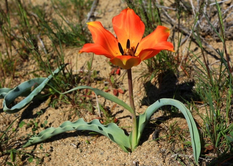 Tulipa Lehmanniana. Vicinities Kumburul barkhan in Zhambyl province.