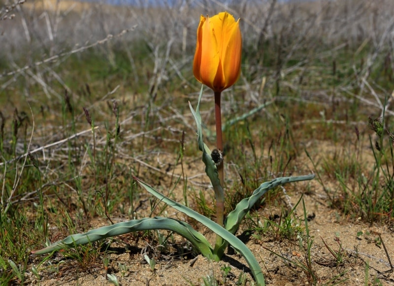 Tulipa Lehmanniana. Vicinities Kumburul barkhan in Zhambyl province.