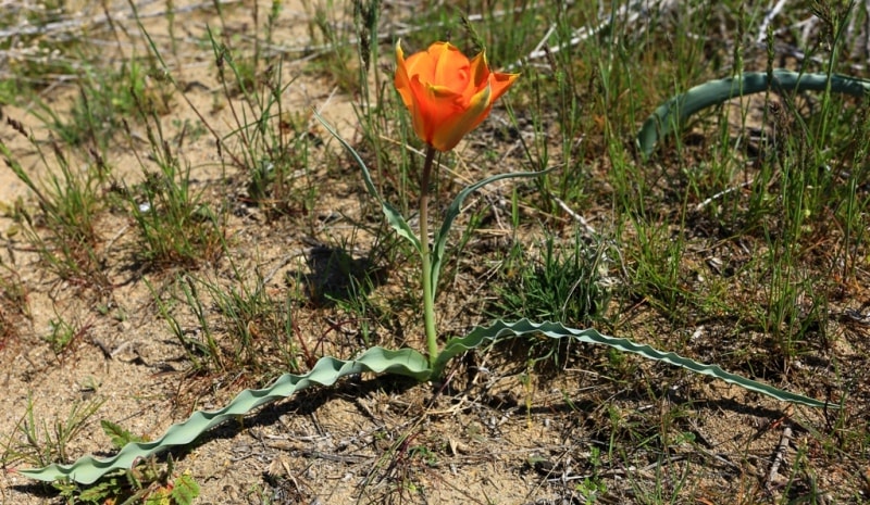 Tulipa Lehmanniana. Vicinities Kumburul barkhan in Zhambyl province.