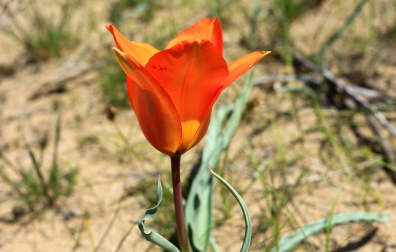 Tulipa Lehmanniana. Vicinities Kumburul barkhan in Zhambyl province.