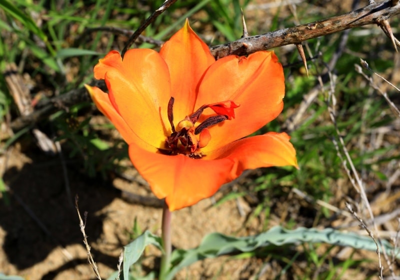 Tulipa Lehmanniana. Vicinities Kumburul barkhan in Zhambyl province.