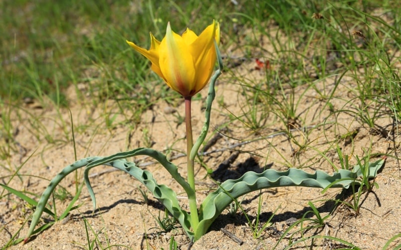 Tulipa Lehmanniana. Vicinities Kumburul barkhan in Zhambyl province.