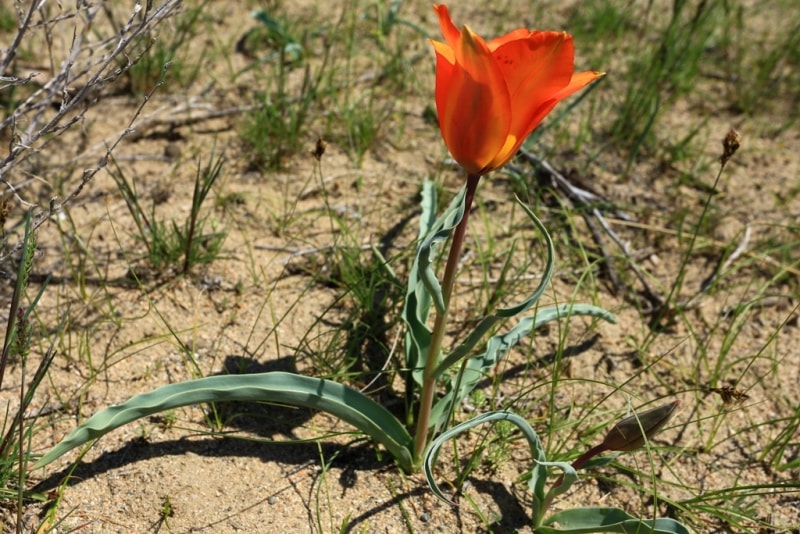 Tulipa Lehmanniana. Vicinities Kumburul barkhan in Zhambyl province.