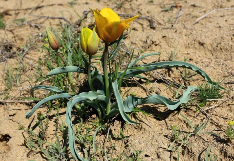 Tulipa Lehmanniana. Vicinities Kumburul barkhan in Zhambyl province.