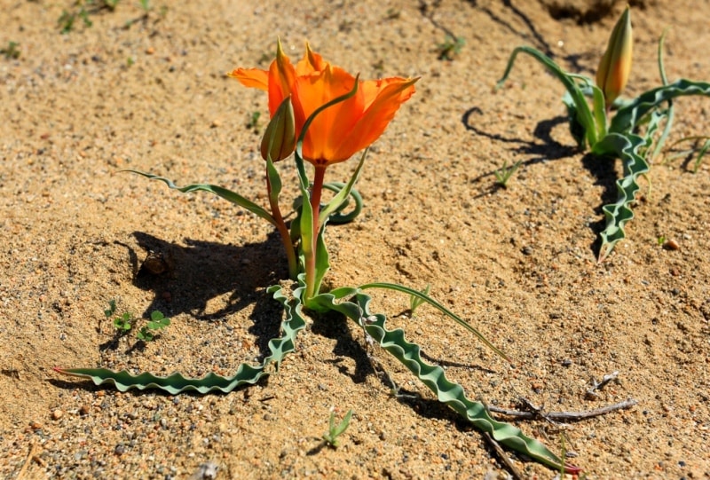 Tulipa Lehmanniana. Vicinities Kumburul barkhan in Zhambyl province.