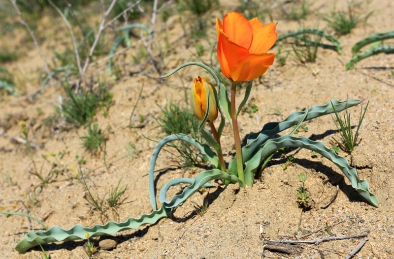 Tulipa Lehmanniana. Vicinities Kumburul barkhan in Zhambyl province.