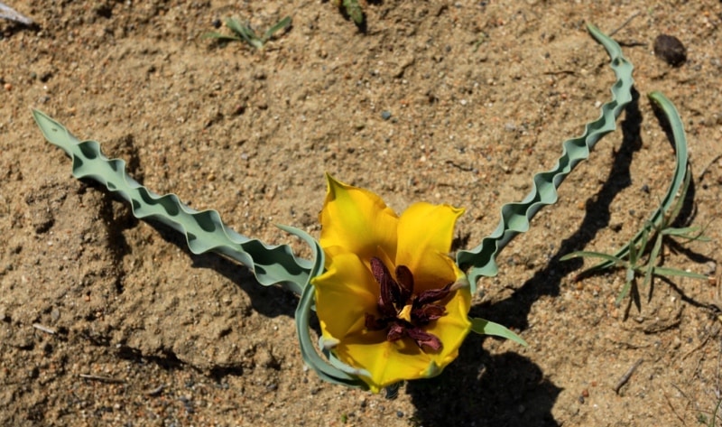 Tulipa Lehmanniana. Vicinities Kumburul barkhan in Zhambyl province.