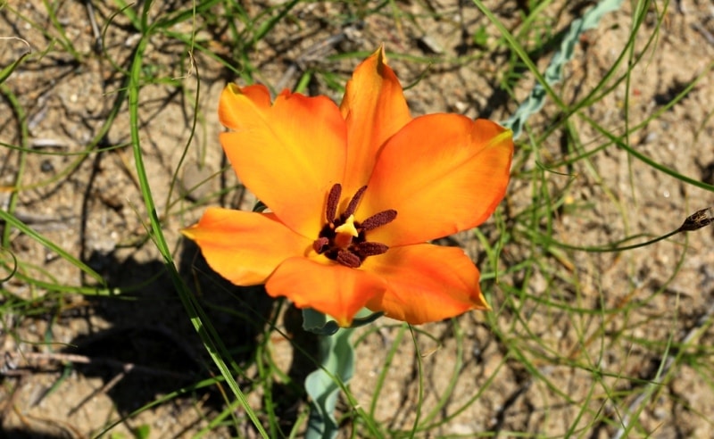 Tulipa Lehmanniana. Vicinities Kumburul barkhan in Zhambyl province.