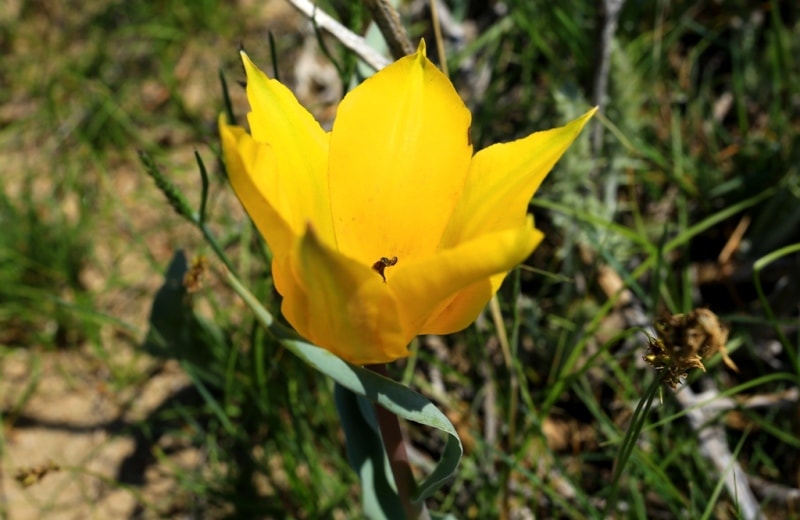 Tulipa Lehmanniana. Vicinities Kumburul barkhan in Zhambyl province.