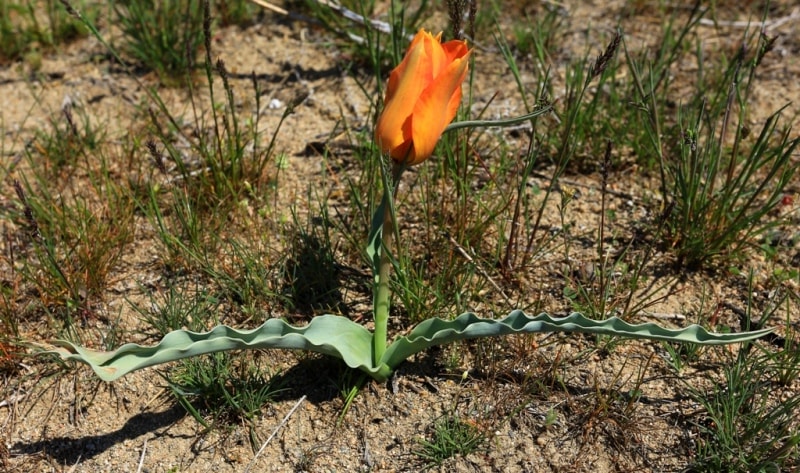 Tulipa Lehmanniana. Vicinities Kumburul barkhan in Zhambyl province.