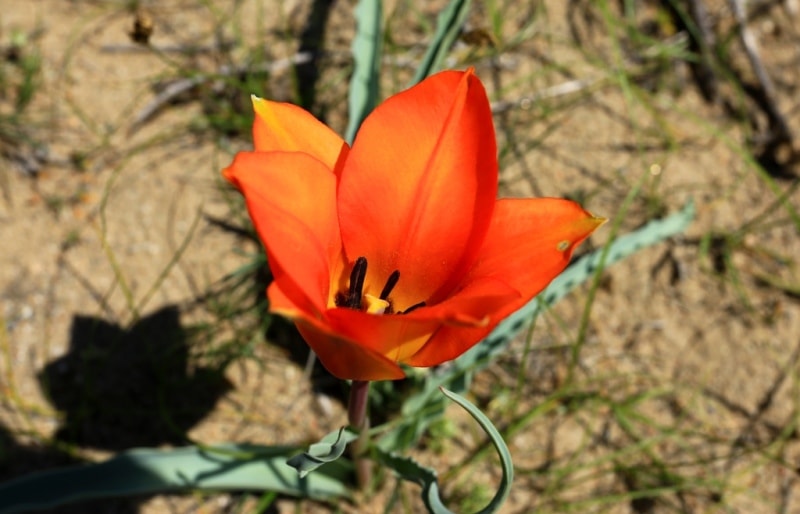 Tulipa Lehmanniana. Vicinities Kumburul barkhan in Zhambyl province.