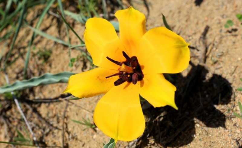 Tulipa Lehmanniana. Vicinities Kumburul barkhan in Zhambyl province.