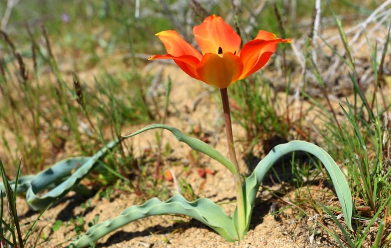 Tulipa Lehmanniana. Vicinities Kumburul barkhan in Zhambyl province.