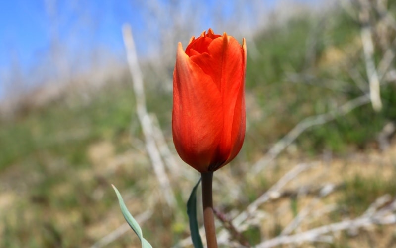 Tulipa Lehmanniana. Vicinities Kumburul barkhan in Zhambyl province.