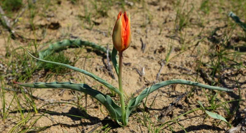 Tulipa Lehmanniana. Vicinities Kumburul barkhan in Zhambyl province.