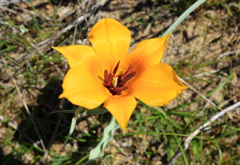 Tulipa Lehmanniana. Vicinities Kumburul barkhan in Zhambyl province.