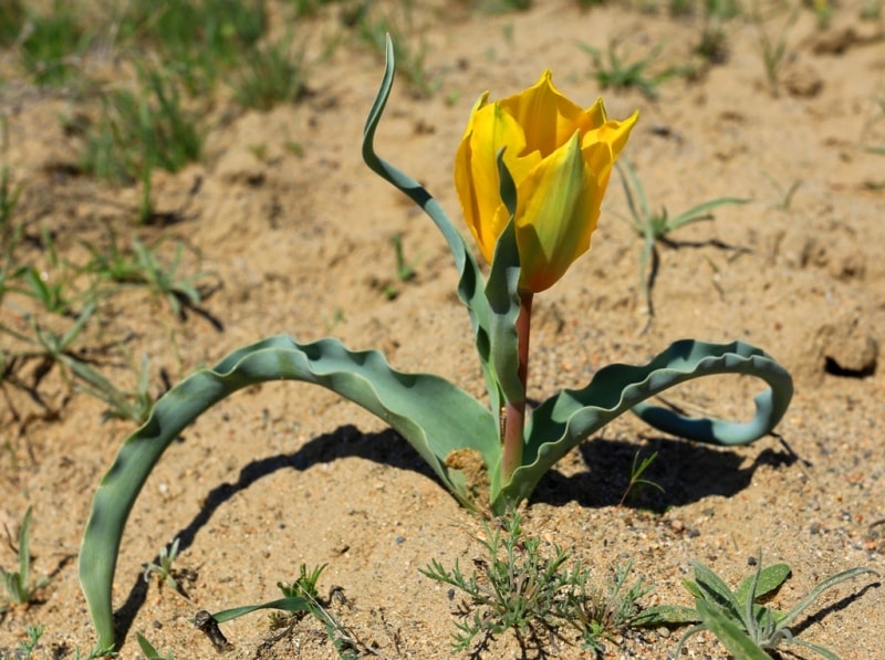 Tulipa Lehmanniana. Vicinities Kumburul barkhan in Zhambyl province.