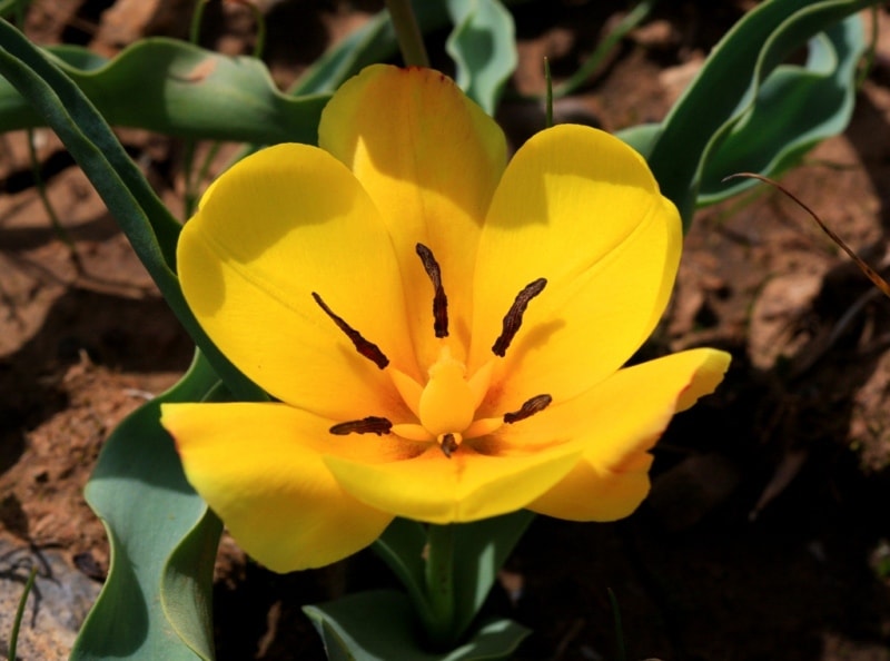 Tulipa Lemmersii. Canyon Mashat. Sothern Kazakhstan province. 