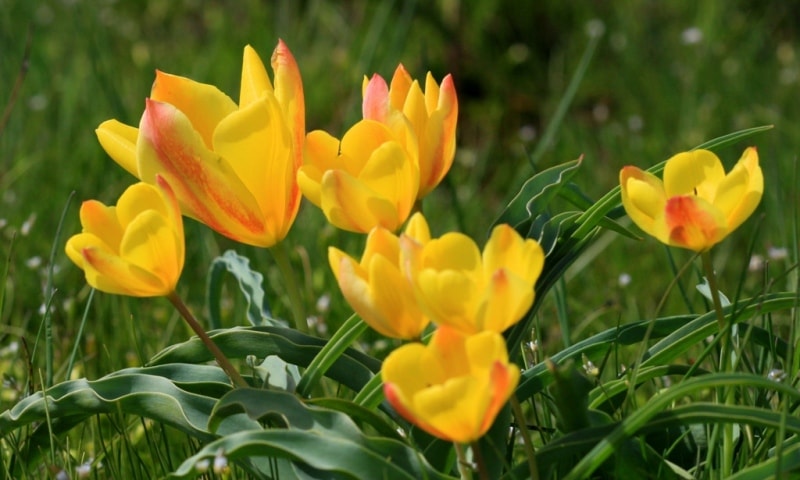 Tulipa Lemmersii. Canyon Mashat. Sothern Kazakhstan province. 