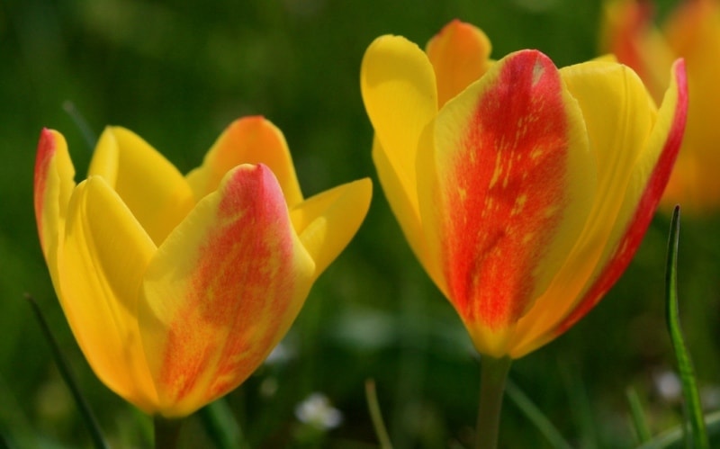 Tulipa Lemmersii. Canyon Mashat. Sothern Kazakhstan province. 