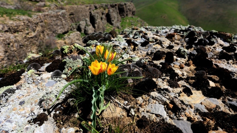 Tulipa Lemmersii. Canyon Mashat. Sothern Kazakhstan province. 