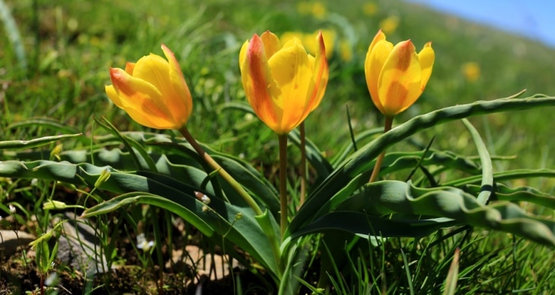 Tulipa Lemmersii. Canyon Mashat. Sothern Kazakhstan province. 