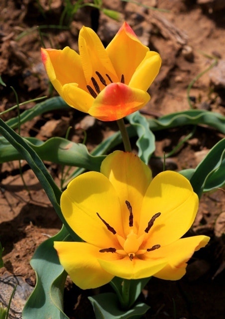 Tulipa Lemmersii. Canyon Mashat. Sothern Kazakhstan province. 