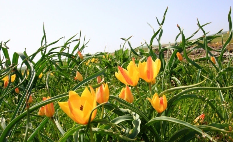 Tulipa Lemmersii. Canyon Mashat. Sothern Kazakhstan province. 