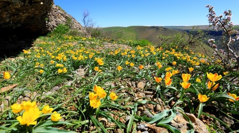 Tulipa Lemmersii. Canyon Mashat. Sothern Kazakhstan province. 