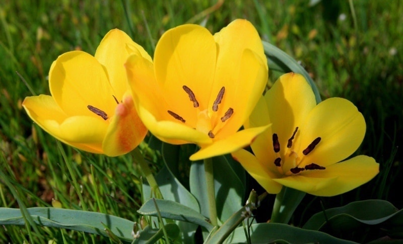 Tulipa Lemmersii. Canyon Mashat. Sothern Kazakhstan province. 