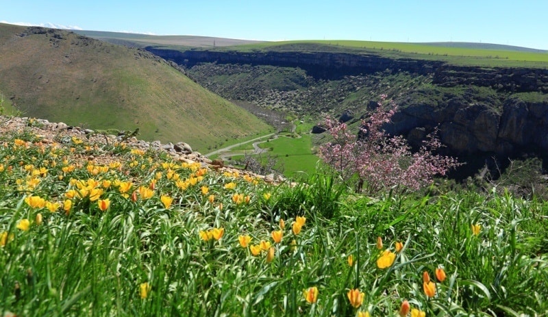 Tulipa Lemmersii. Canyon Mashat. Sothern Kazakhstan province. 