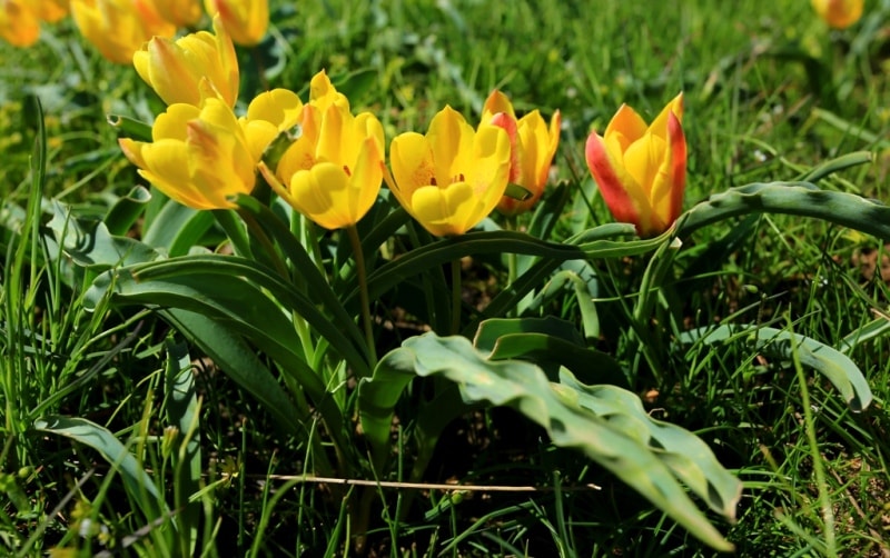 Tulipa Lemmersii. Canyon Mashat. Sothern Kazakhstan province. 